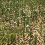 *अफीम की अवैध खेती पर प्रशासन की तीसरी बड़ी कार्रवाई, जिला प्रशासन सख्त*